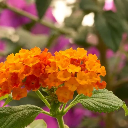 A Casa Di Maria Cicilia 3* Ghisonaccia