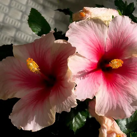 A Casa Di Maria Cicilia 3* Ghisonaccia