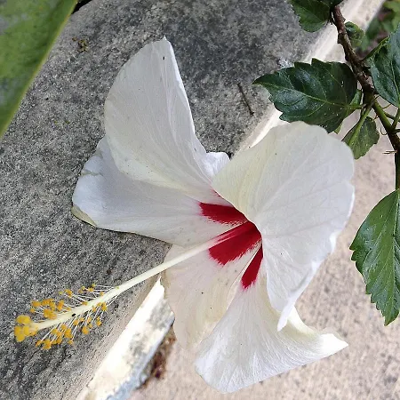 A Casa Di Maria Cicilia 3* Ghisonaccia