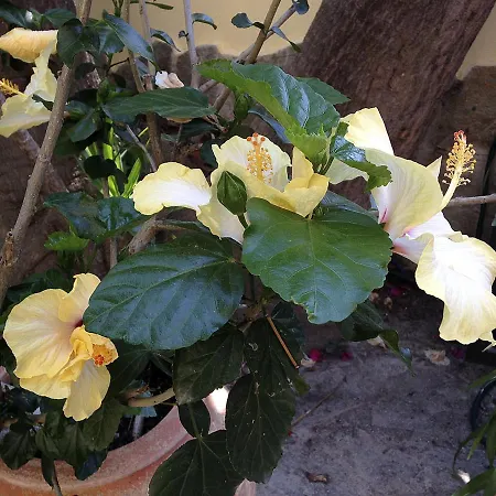 Hotell A Casa Di Maria Cicilia