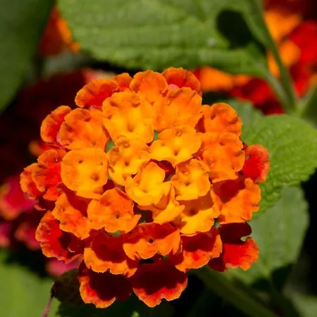 Hotell A Casa Di Maria Cicilia 3*