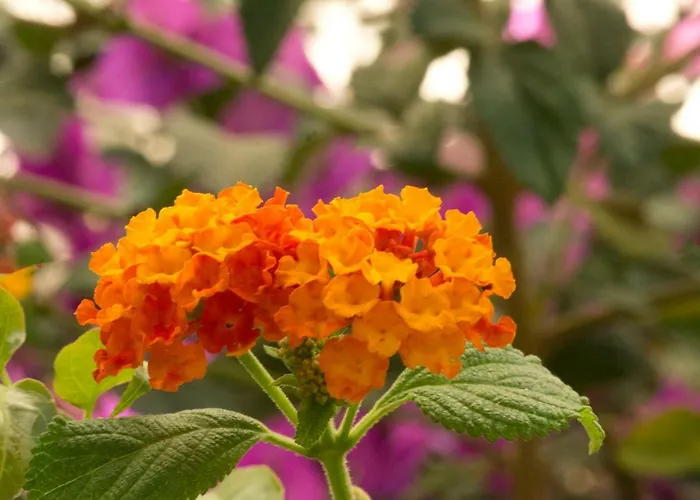 A Casa Di Maria Cicilia 3* ギソナクシア