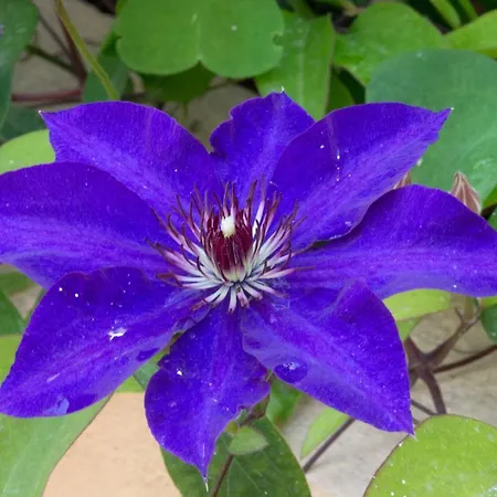 A Casa Di Maria Cicilia 3* Ghisonaccia