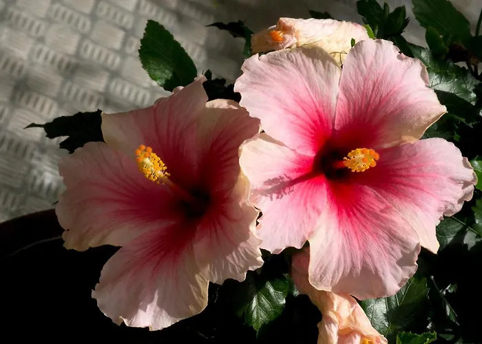 A Casa Di Maria Cicilia 3* Ghisonaccia