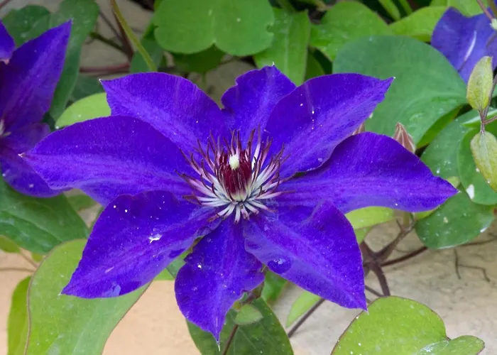 A Casa Di Maria Cicilia 3* Ghisonaccia